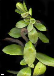 Veronica stricta var. stricta. Sprig from a broad-leaved coastal plant. Makarori, Gisborne. Scale = 10 mm.
 Image: M.J. Bayly & A.V. Kellow © Te Papa CC-BY-NC 3.0 NZ